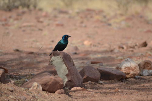 Cape Glossy Starling / Star